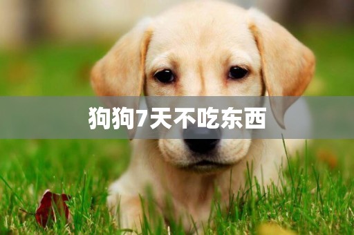 狗狗7天不吃東西