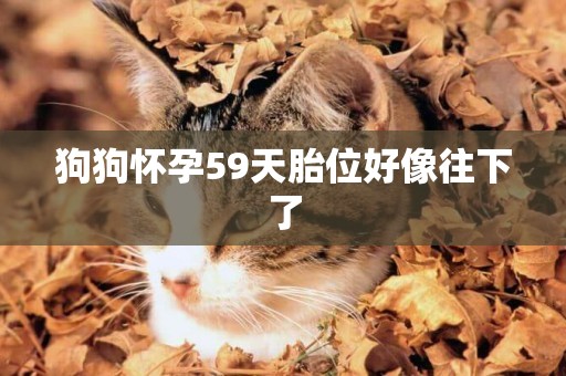 狗狗懷孕59天胎位好像往下了