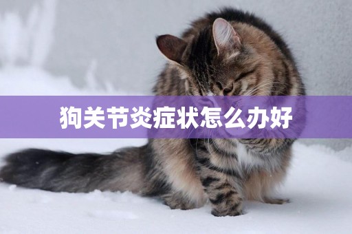 狗關節炎癥狀怎么辦好