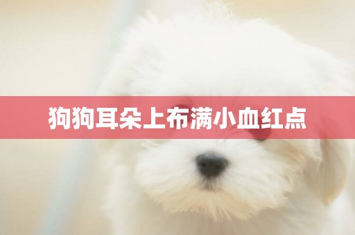 狗狗耳朵上布滿小血紅點
