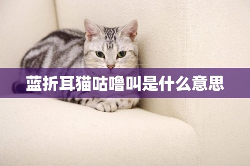 藍折耳貓咕嚕叫是什么意思