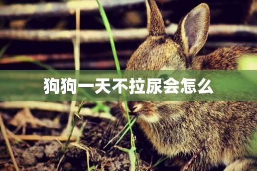 狗狗一天不拉尿會怎么