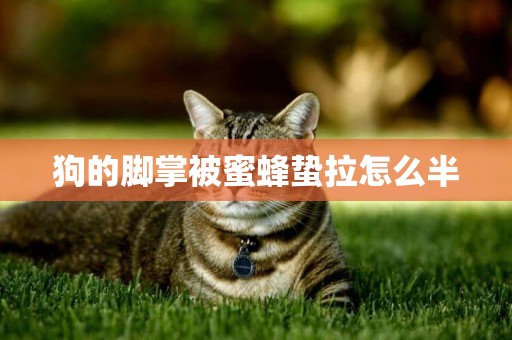 狗的腳掌被蜜蜂蟄拉怎么半