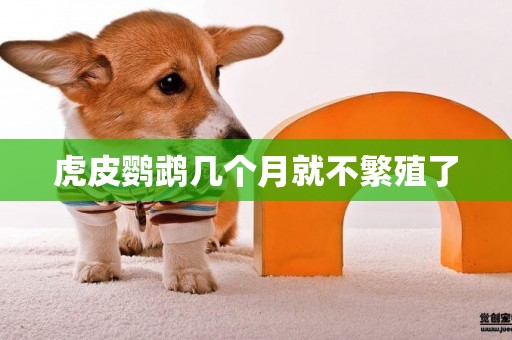 虎皮鸚鵡幾個月就不繁殖了