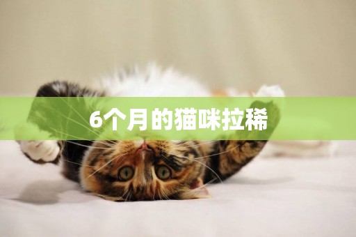 6個月的貓咪拉稀