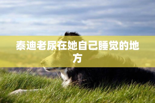 泰迪老尿在她自己睡覺的地方