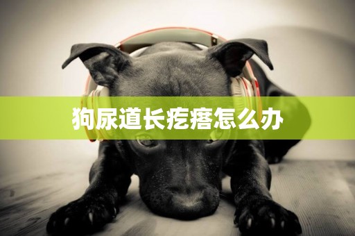 狗尿道長疙瘩怎么辦