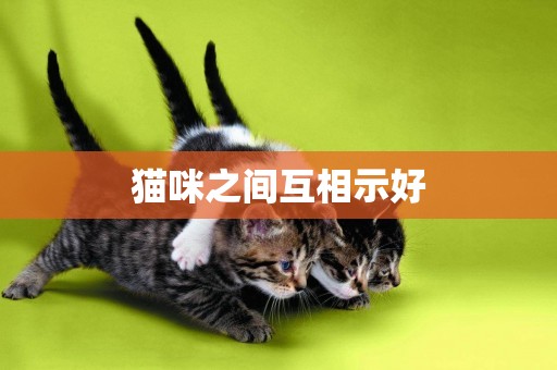 貓咪之間互相示好