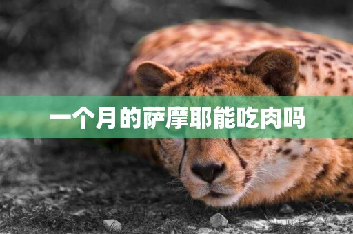 一個月的薩摩耶能吃肉嗎
