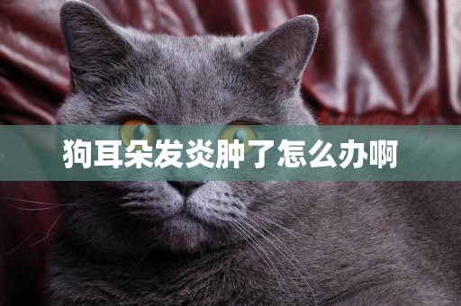 狗耳朵發炎腫了怎么辦啊