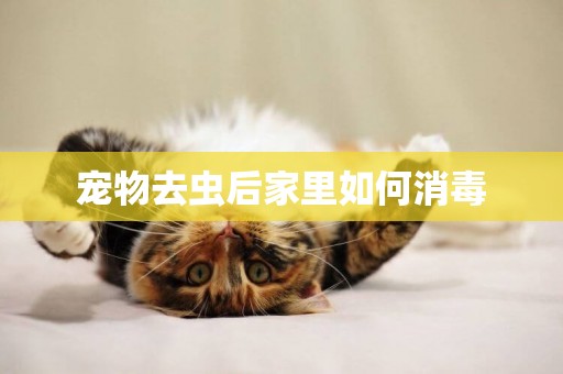 寵物去蟲后家里如何消毒