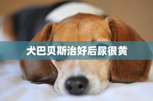 犬巴貝斯治好后尿很黃