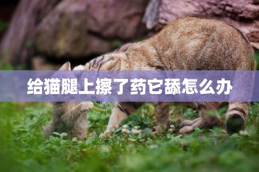 給貓腿上擦了藥它舔怎么辦