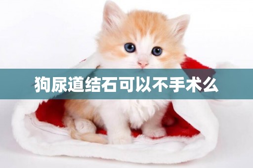 狗尿道結石可以不手術么