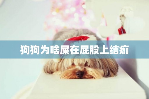 狗狗為啥屎在屁股上結痂