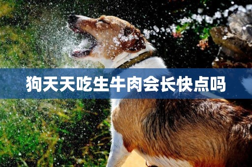 狗天天吃生牛肉會長快點嗎