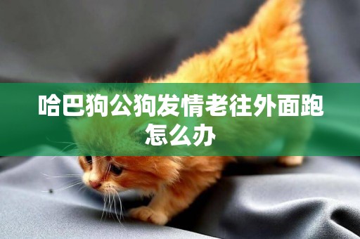 哈巴狗公狗發情老往外面跑怎么辦