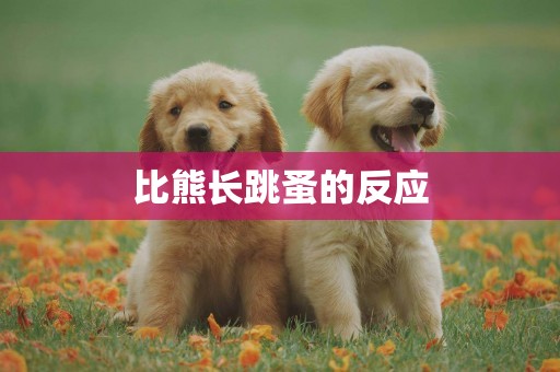 比熊長跳蚤的反應