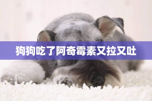 狗狗吃了阿奇霉素又拉又吐