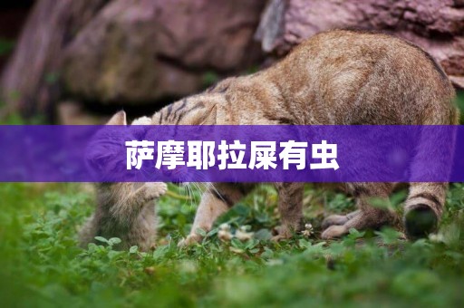 薩摩耶拉屎有蟲