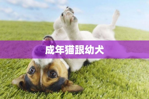 成年貓跟幼犬