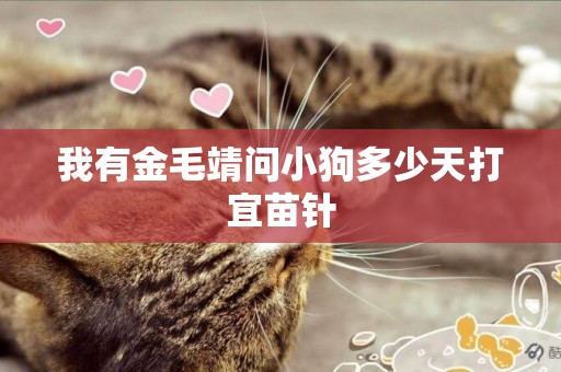 我有金毛靖問小狗多少天打宜苗針