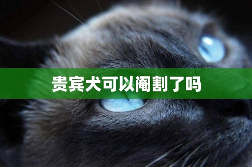 貴賓犬可以閹割了嗎