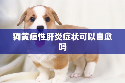 狗黃疸性肝炎癥狀可以自愈嗎