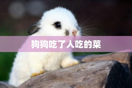 狗狗吃了人吃的菜