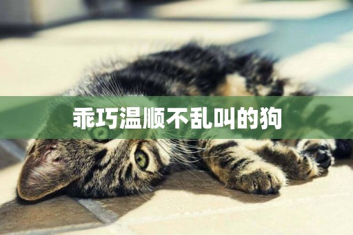 乖巧溫順不亂叫的狗