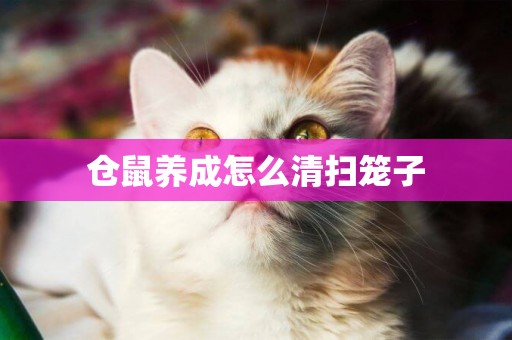 倉鼠養成怎么清掃籠子