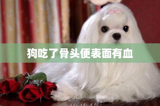 狗吃了骨頭便表面有血