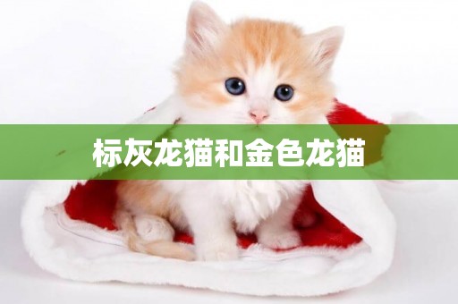 標灰龍貓和金色龍貓