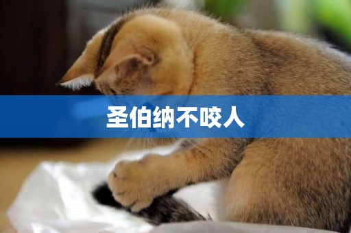 圣伯納不咬人