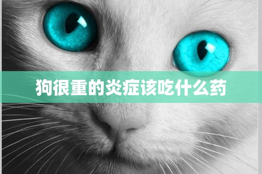 狗很重的炎癥該吃什么藥