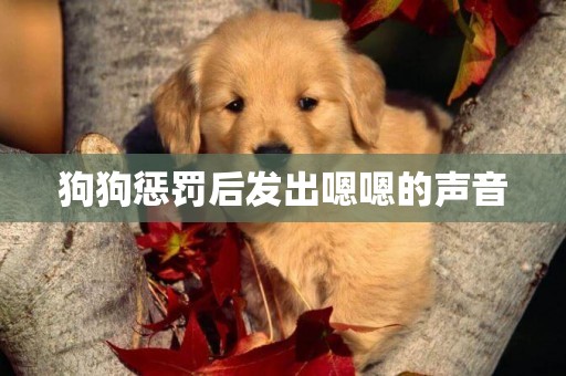 狗狗懲罰后發出嗯嗯的聲音