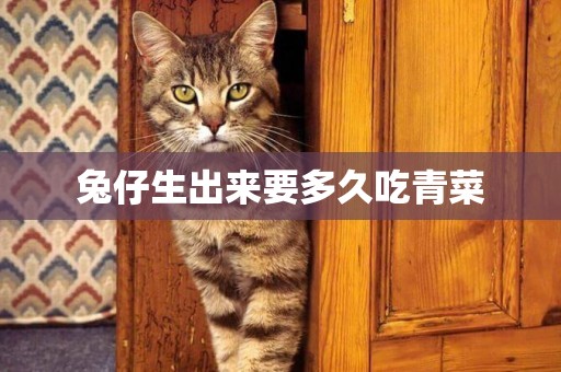 兔仔生出來要多久吃青菜