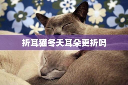 折耳貓冬天耳朵更折嗎