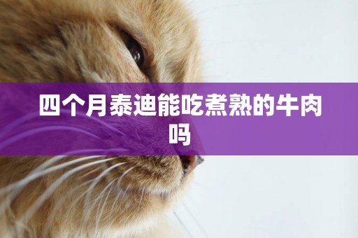 四個月泰迪能吃煮熟的牛肉嗎