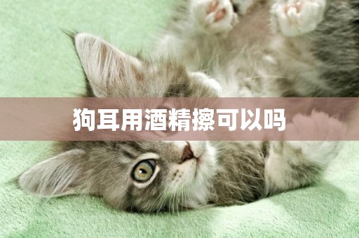 狗耳用酒精擦可以嗎