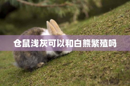 倉鼠淺灰可以和白熊繁殖嗎