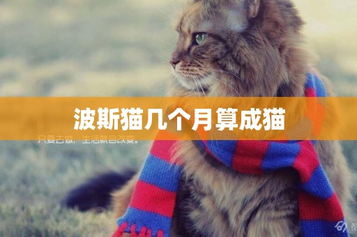 波斯貓幾個月算成貓