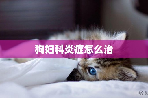 狗婦科炎癥怎么治