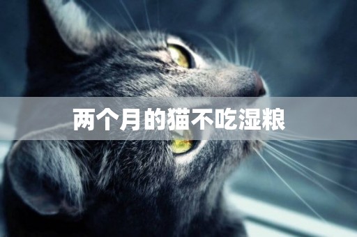 兩個月的貓不吃濕糧