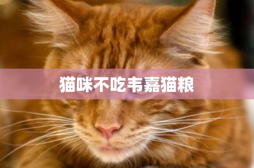 貓咪不吃韋嘉貓糧