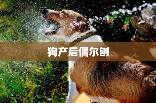 狗產后偶爾刨