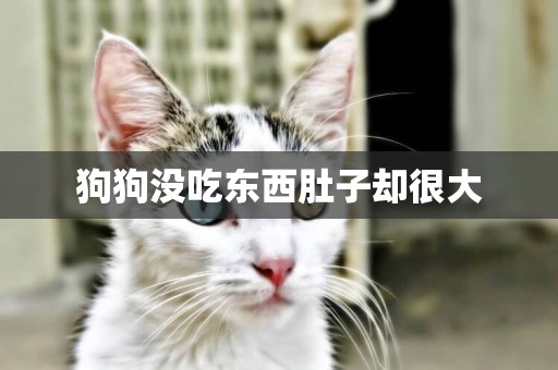 狗狗沒吃東西肚子卻很大
