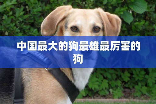 中國最大的狗最雄最厲害的狗