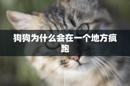 狗狗為什么會在一個地方瘋跑