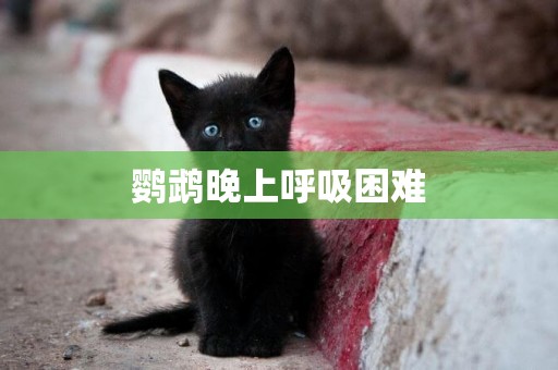 鸚鵡晚上呼吸困難